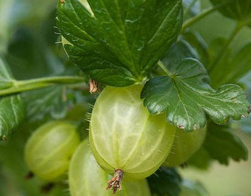 Gooseberry-Invicta