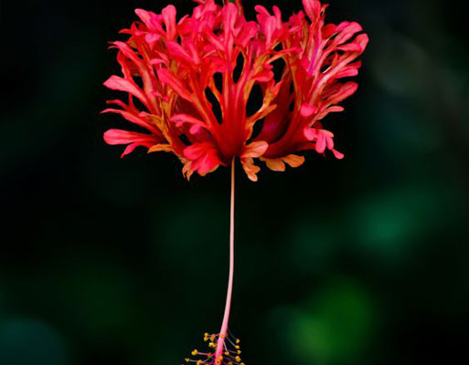 hibiscus
